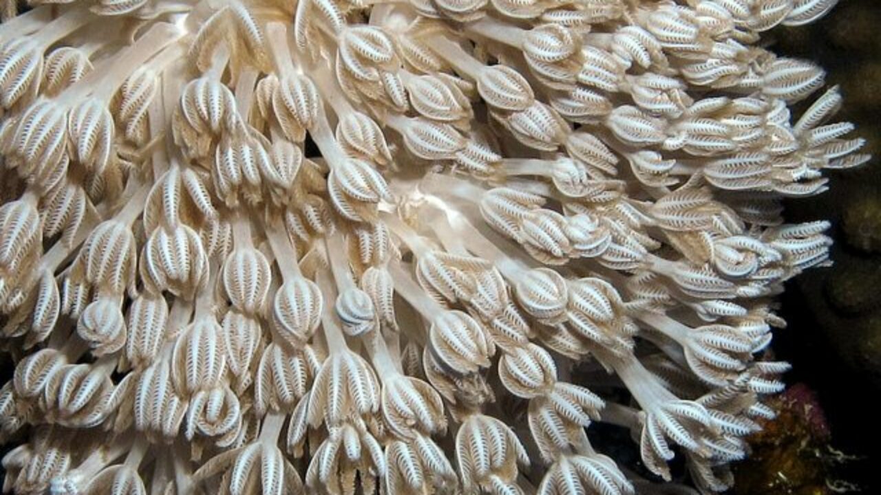How Corals Form and Grow in the Sea How Corals Form and Grow in the Sea