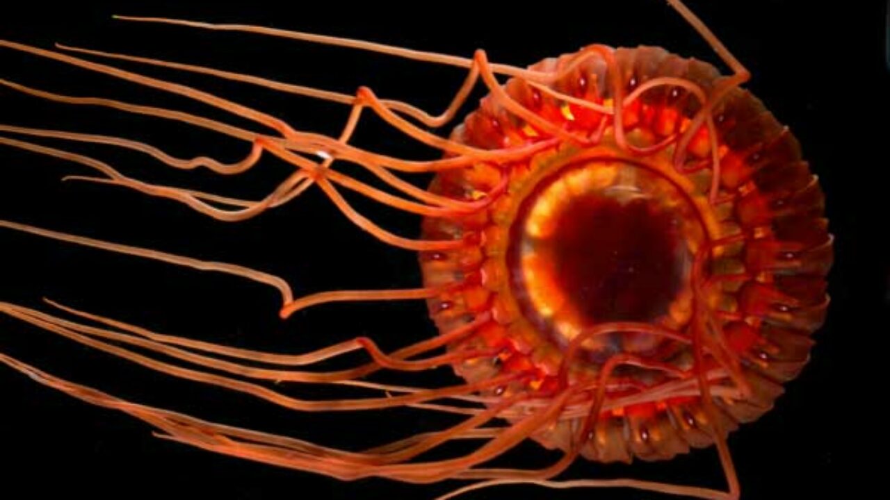 Creatures of the Deep: Atolla Jellyfish Creatures of the Deep: Atolla Jellyfish