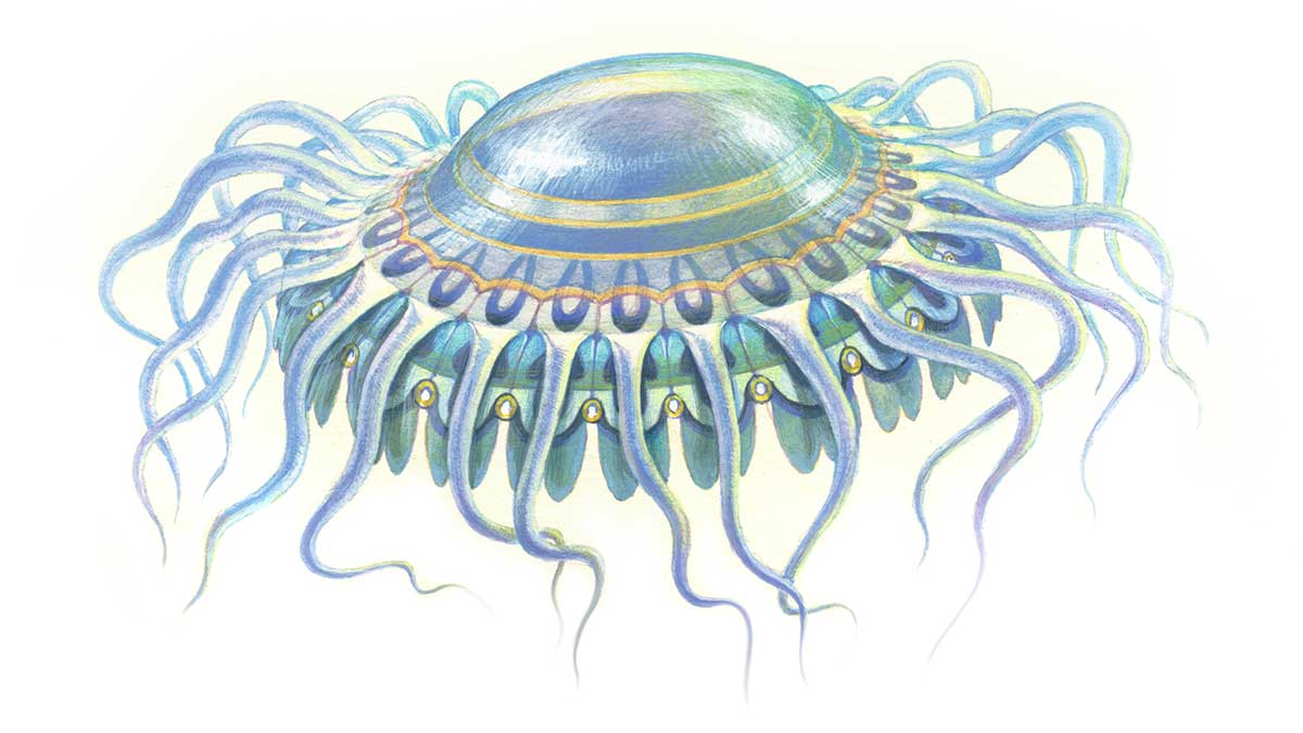 atolla jellyfish