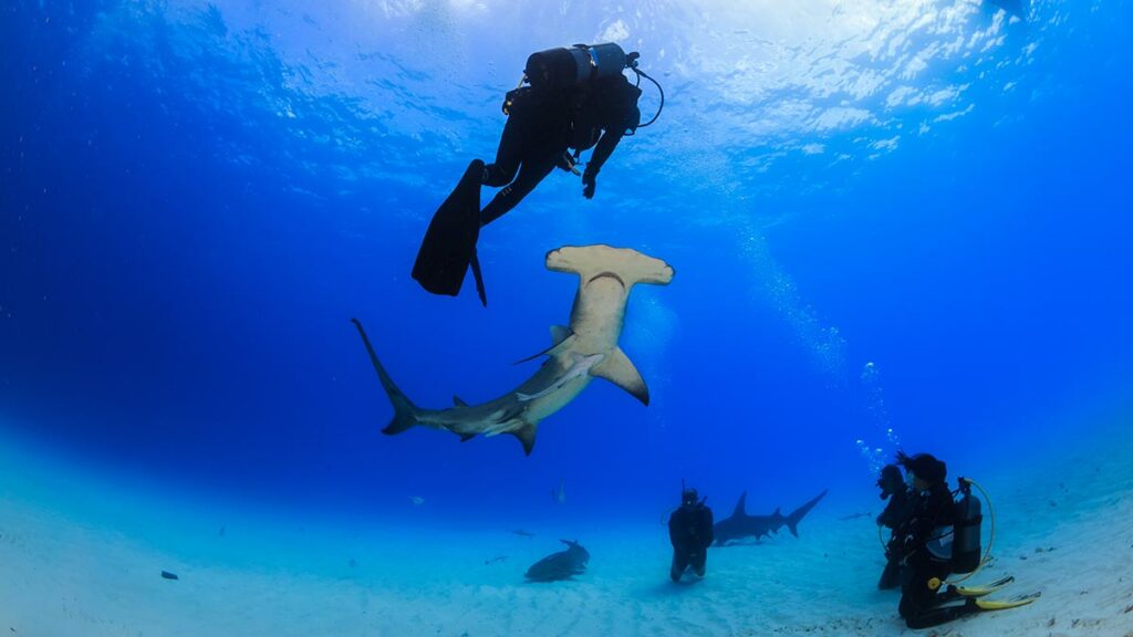 hammerhead shark