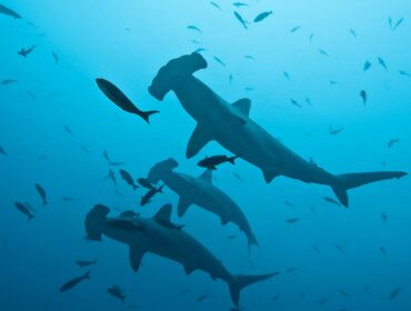 hammerhead sharks