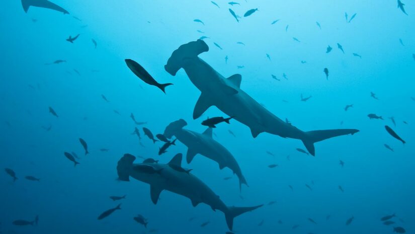 hammerhead sharks