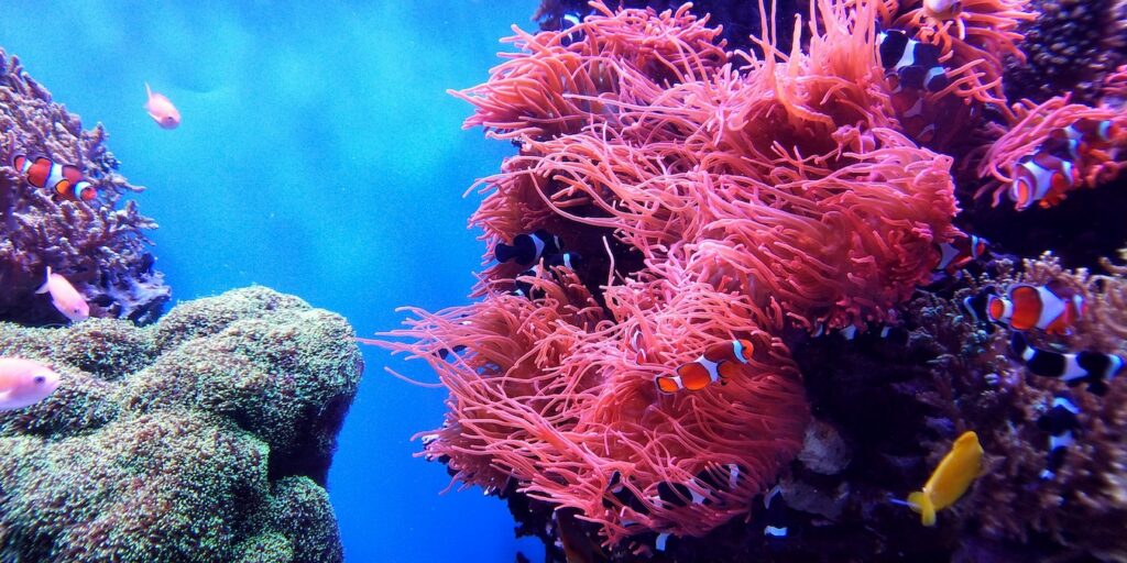 pink colored coral reef