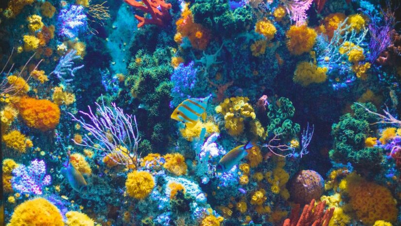 vibrant coral reef