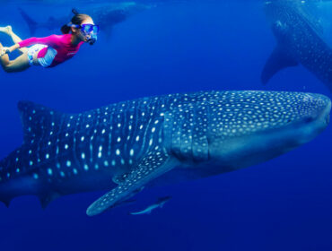 Female diver swimming with whale shark