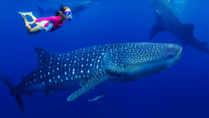 Female diver swimming with whale shark