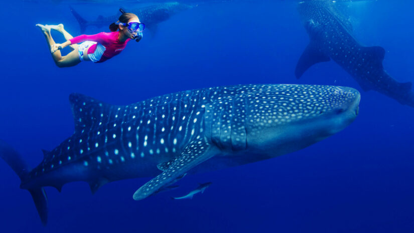 5 of the Biggest Fish in the World 