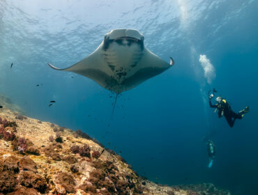 SCUBA divers photographing a huge Oceanic Manta Ray as it swims next to a tropical coral reef by whitcomberd