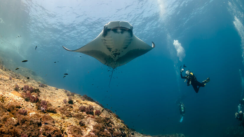 SCUBA divers photographing a huge Oceanic Manta Ray as it swims next to a tropical coral reef by whitcomberd