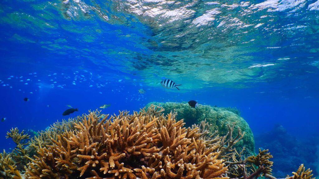 Photo from Great Barrier Reef Tours 