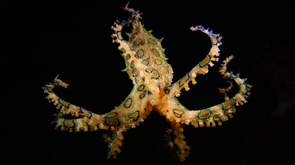 blue ringed octopus