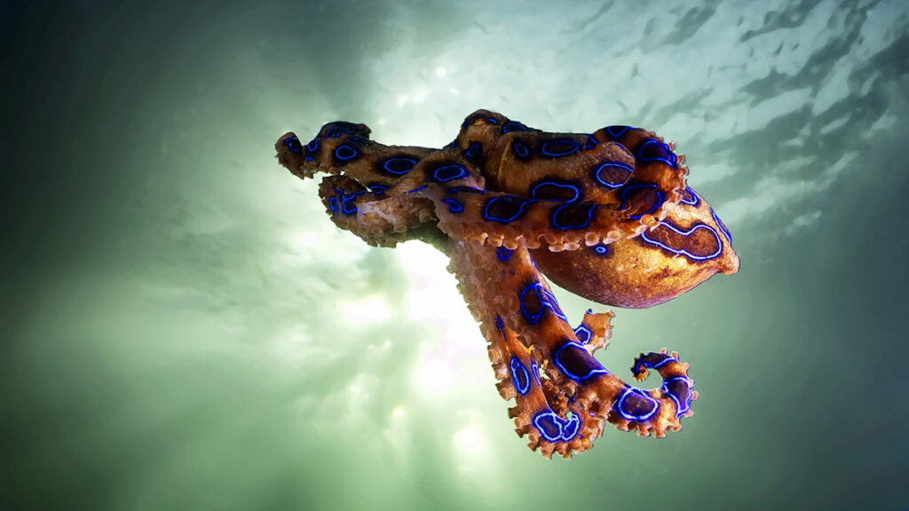 blue ringed octopus