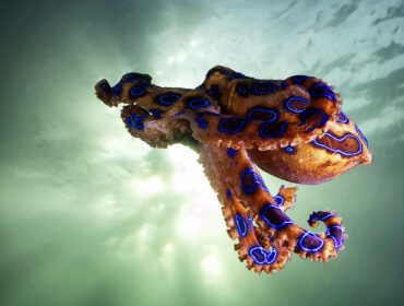 blue ringed octopus