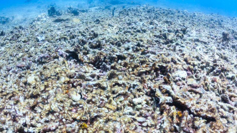 damaged coral reef