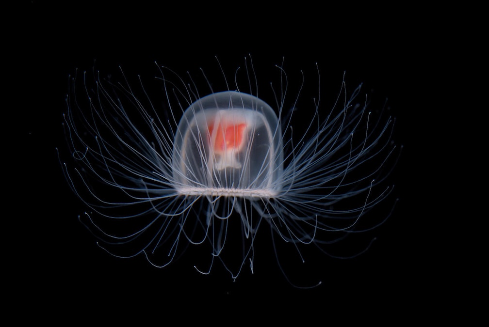Immortal Jellyfish