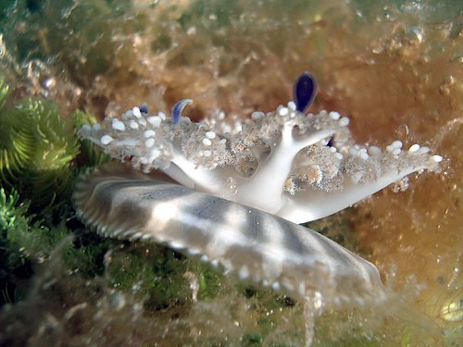 Upside Down Jellyfish