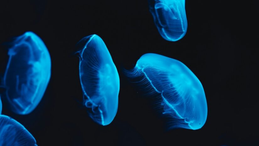 A mesmerizing bloom of jellyfish swimming together in the water