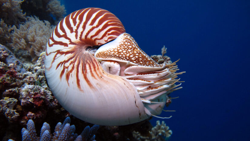 Incredible underwater world - Nautilus pompilius. Diving, underwater photography in Palau.