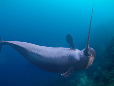 narwhal swimming underwater