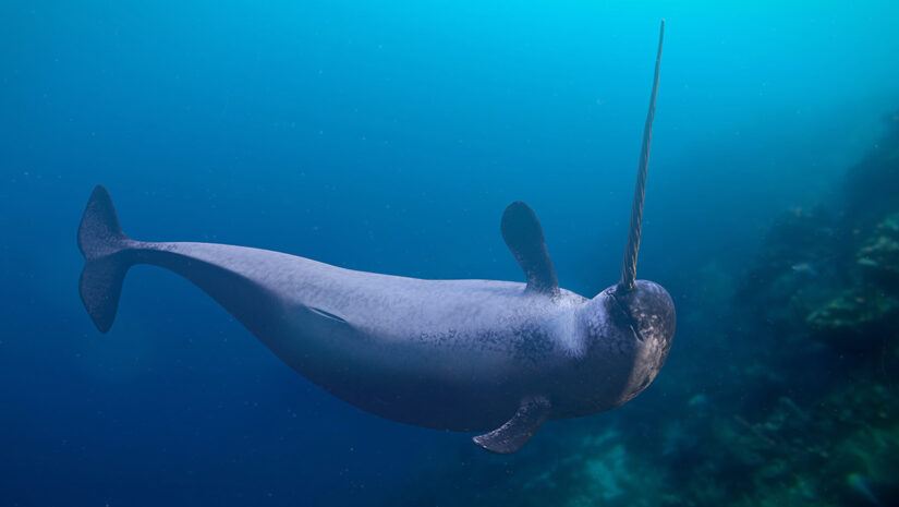 narwhal swimming underwater