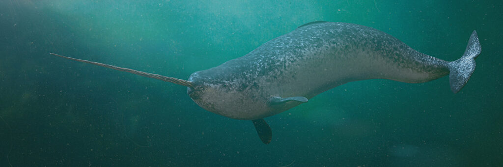 narwhal swimming underwater