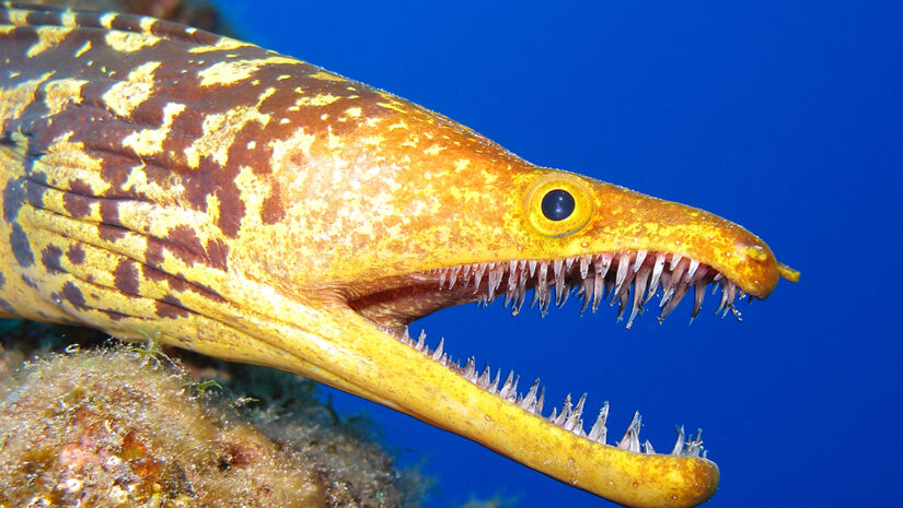 Fangtooth Moray