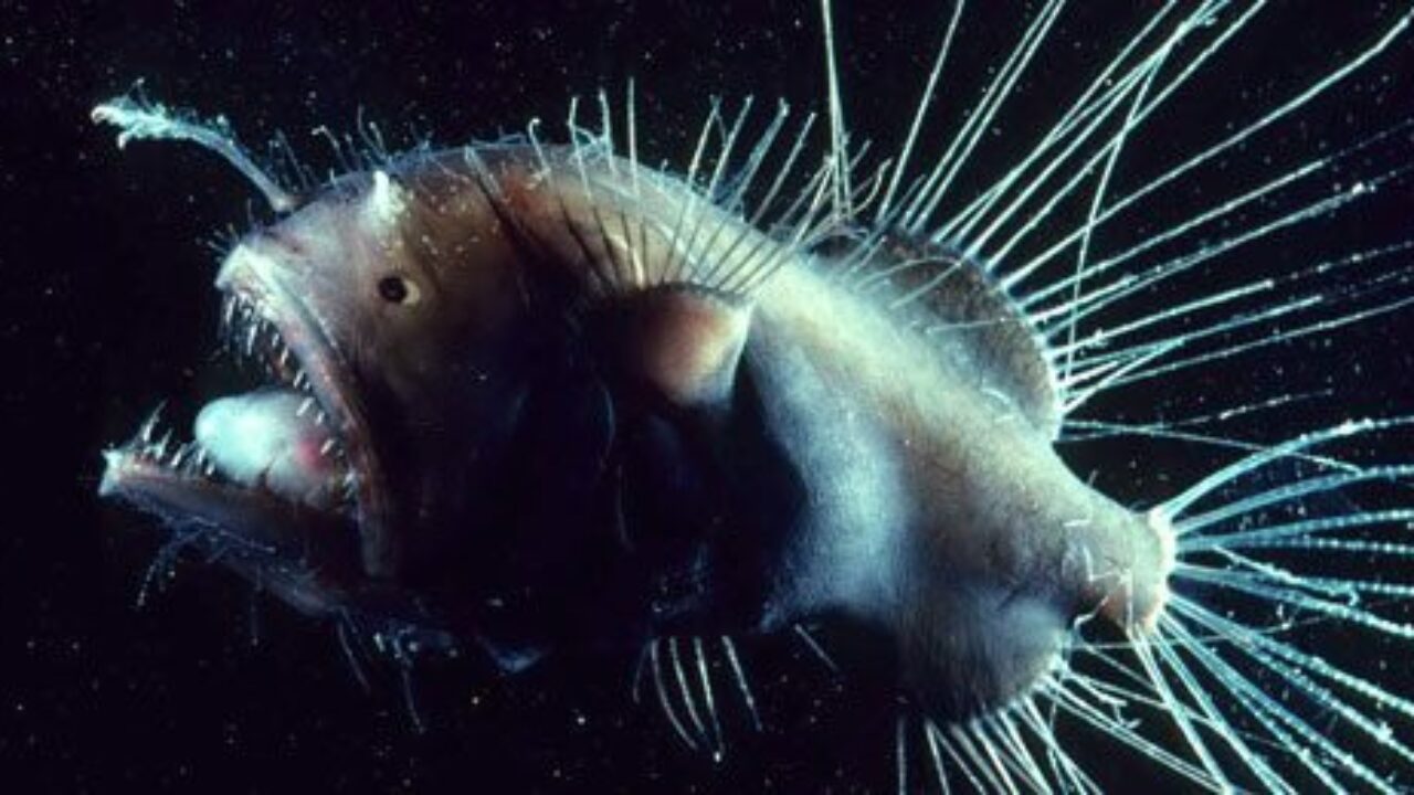 Deep Sea Anglerfish