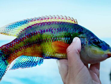 symphodus tinca rainbow wrasse caught in the Mediterranean Sea