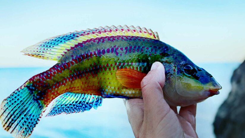 symphodus tinca rainbow wrasse caught in the Mediterranean Sea