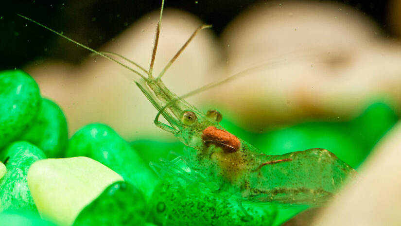ghost-shrimp-adobe-stock