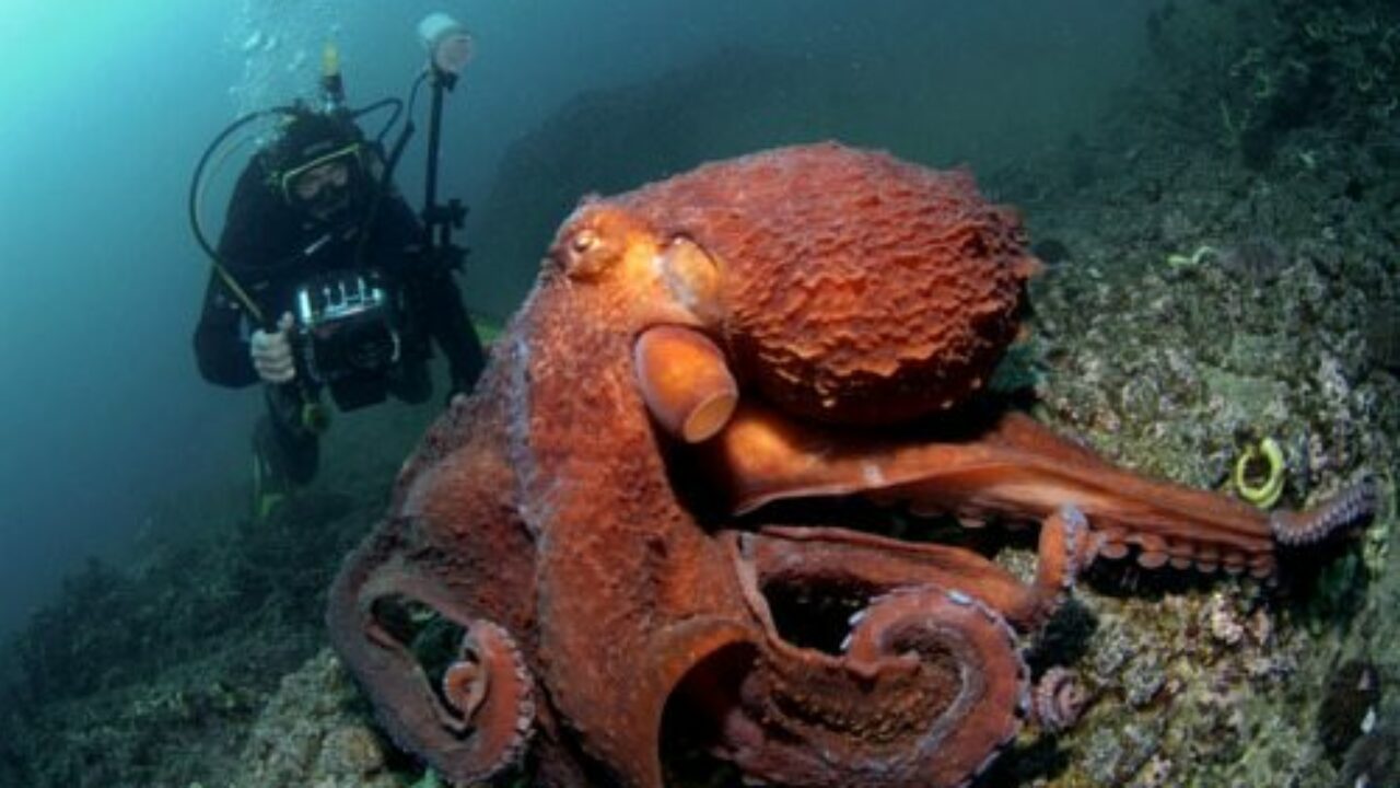 5 Enormous Deep Sea Animals You'd Be Lucky to See 5 Enormous Deep Sea Animals You'd Be Lucky to See