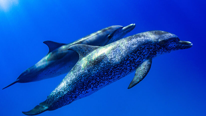 Atlantic spotted dolphins bimini bahamas By Mark