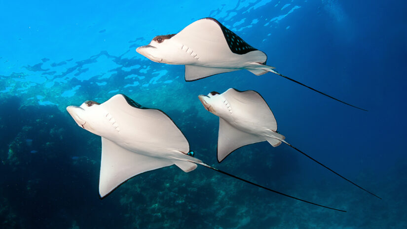 Group of Spotted eagle rays in blue sea water.