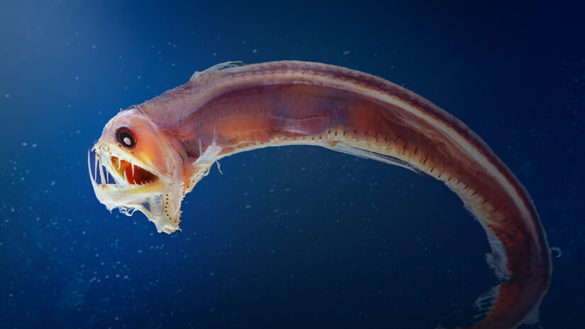 Deep Sea Animal