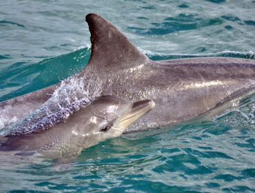 Indo-Pacific bottlenose dolphins surfacing in Algoa Bay, South Africa By Monica