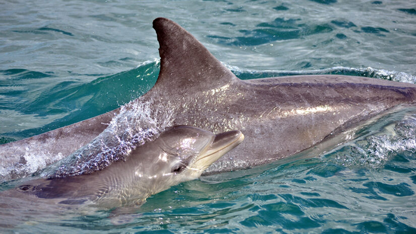 Indo-Pacific bottlenose dolphins surfacing in Algoa Bay, South Africa By Monica