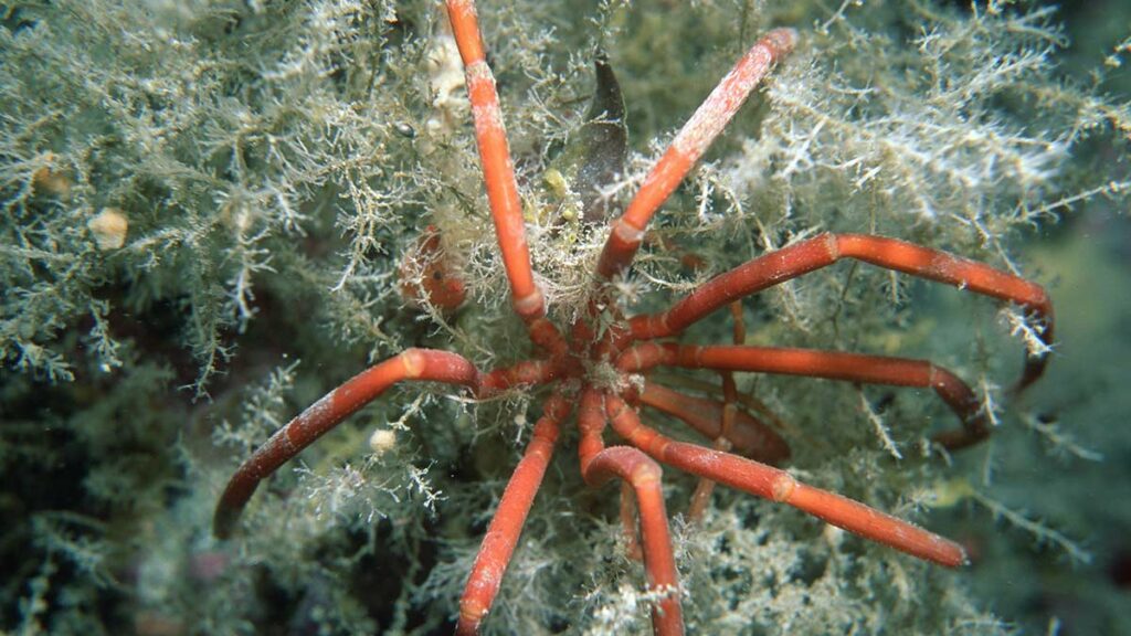 sea spider