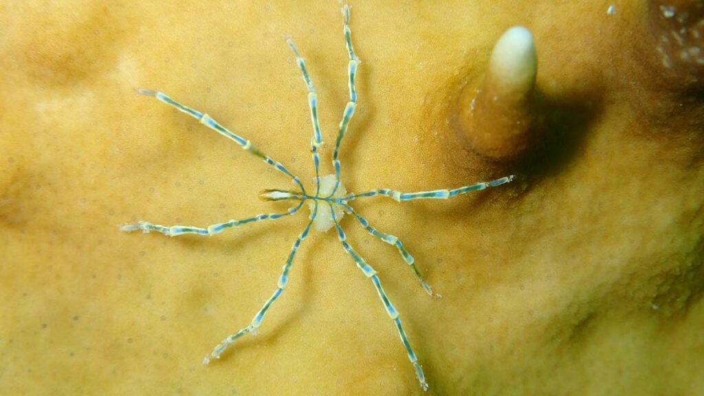 sea spider