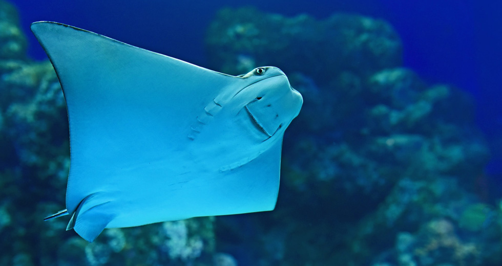 One Of The Many Types Of Rays Swimming Around Underwater