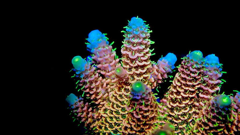 Acropora millepora colorful sps coral on black background