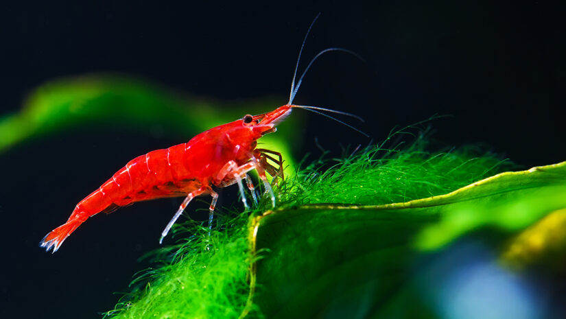 Big fire red or cherry dwarf shrimp with green background in fresh water aquarium tank, By davit85 via Adobe Stock