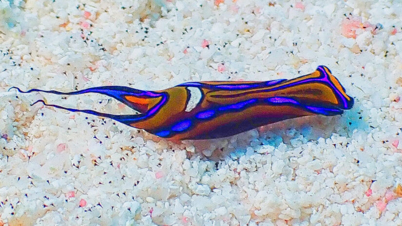 Close-up of a Chelidonura varians (headshield slug) with electric blue and orange markings on a white sand ocean floor with pink coral fragments.