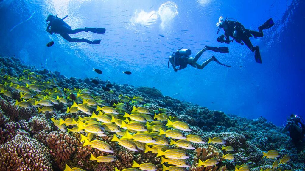 scuba divers underwater photography with fish