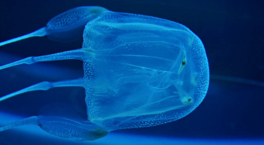 Box jellyfish most poisonous jellyfish in the world