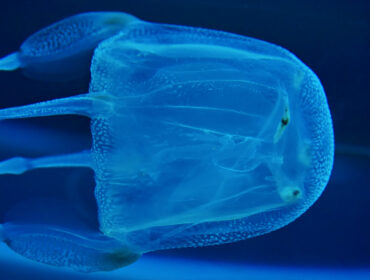 Box jellyfish most poisonous jellyfish in the world