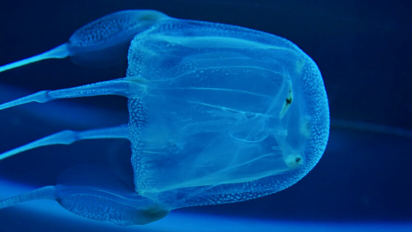 Box jellyfish most poisonous jellyfish in the world
