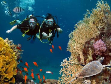 two scuba divers with fish, reef, coral, and turtle