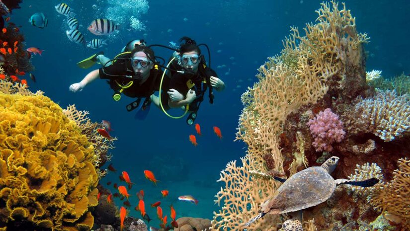 two scuba divers with fish, reef, coral, and turtle