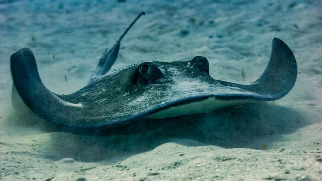 Atlantic stingray