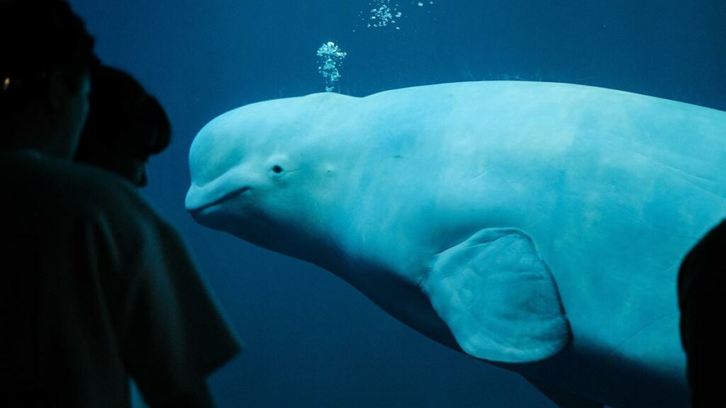 Beluga Whale